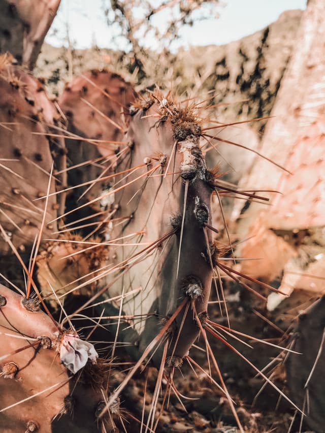 cactus